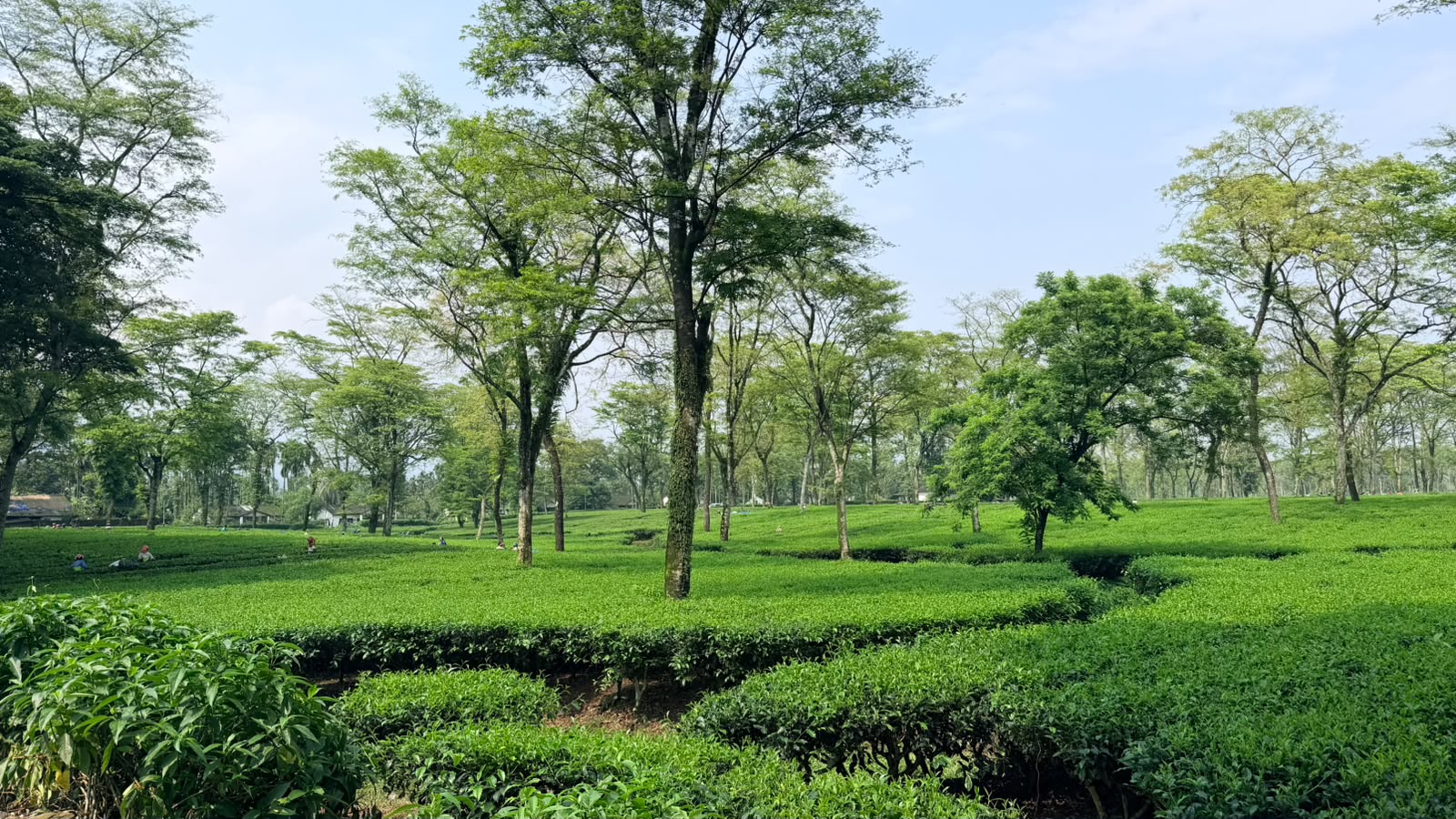 Tea garden landscape